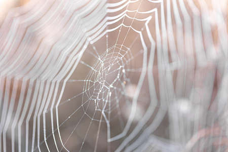 Natural abstract background with cobwebs in sunlight.の写真素材