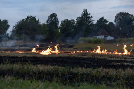 On a hot summer day, dry grass is burning on the field. Burning field with dry grass.