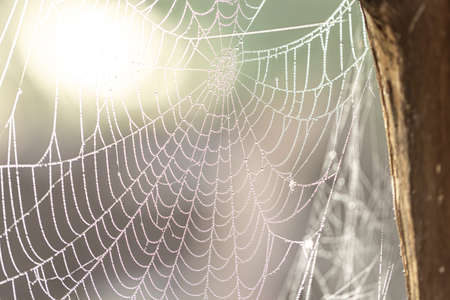 Large spider web with drops of morning dew in the early morning sun.の写真素材