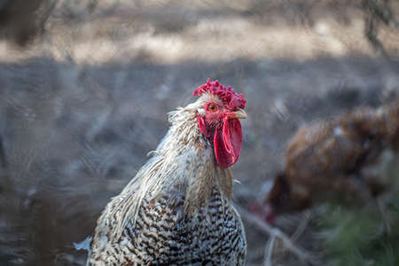 Portrait of a rooster with beautiful light feathers bright red comb on a blurred background.の写真素材