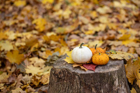 Small pumpkins on a stump in the autumn forest.の写真素材