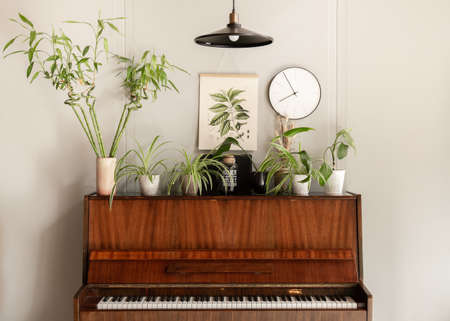 Piano with different plants in a cozy room interior.の写真素材