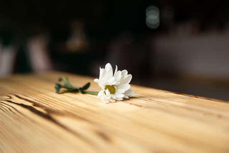 Close-up of chamomile on a wooden textured surface, blurred background.の写真素材