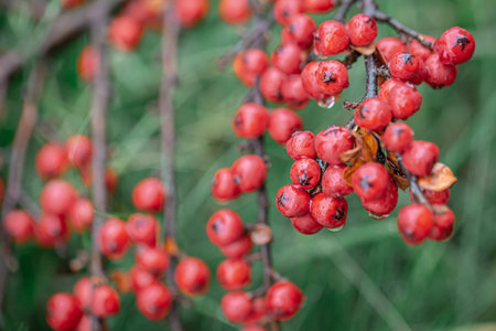 Close-up of wild red berries, rowan bush.の写真素材