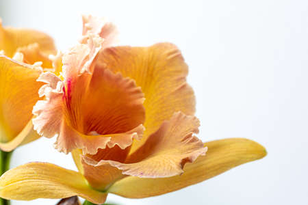 Close-up of Thai orchid on a blurred background, isolated.の写真素材