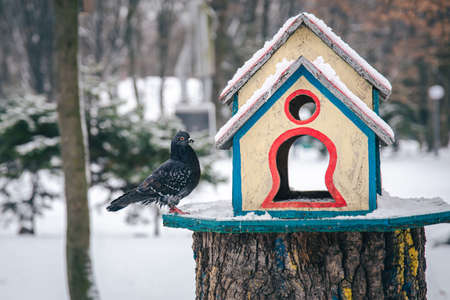Pigeon near a bright wooden feeder in the winter forest.の写真素材