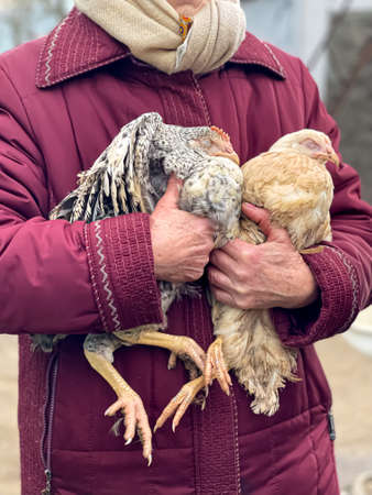 Beautiful chickens in the hands of a grandmother, rural birds.の写真素材