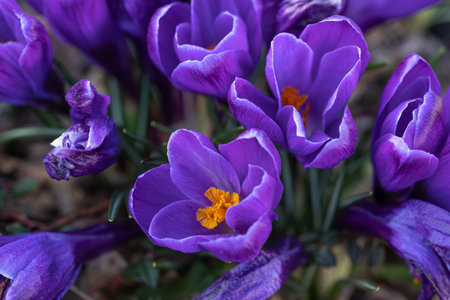 Blue crocuses grow in the ground, close-up.