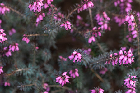 Natural background, pink flowers among greenery, macro photography.
