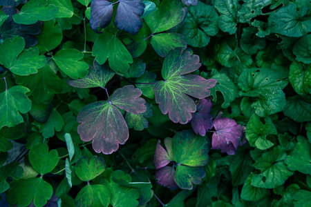 Natural background with textured green and purple leaves.