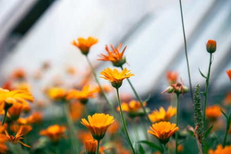 Natural background with bright orange flowers among the foliage.