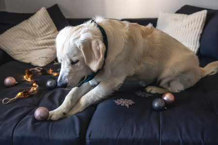 White labrador dog on the couch among the Christmas decor, copy space.の写真素材