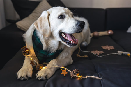 Close-up, labrador on a couch with Christmas decor.