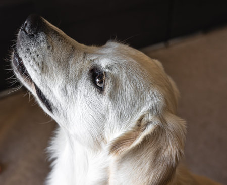 Dog labrador close-up in the interior of the house.