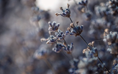 Dried lavender flowers, macro shot, blurred background.の写真素材