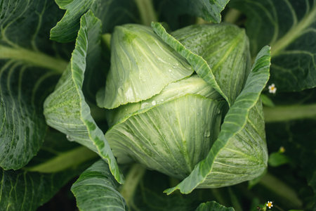 Fresh ground-cabbage in the garden close-up, textured natural background.の写真素材