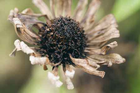 Dried chamomile flower in the garden, macro shot.の写真素材