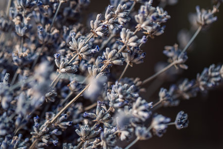 Dried lavender flowers, macro shot, blurred background.の写真素材