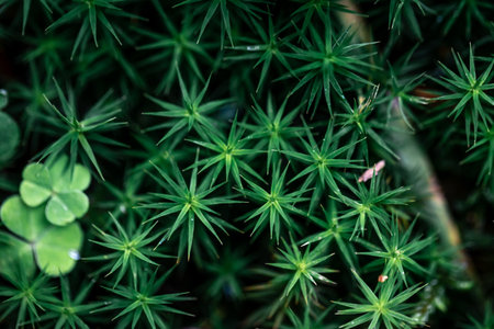 Macro shot, grass and plants in the forest.の写真素材