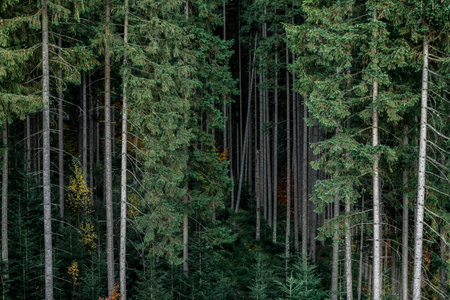 A beautiful view of coniferous forest as background.