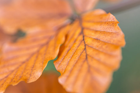 Yellow autumn leaves on a tree in the forest, macro shot.