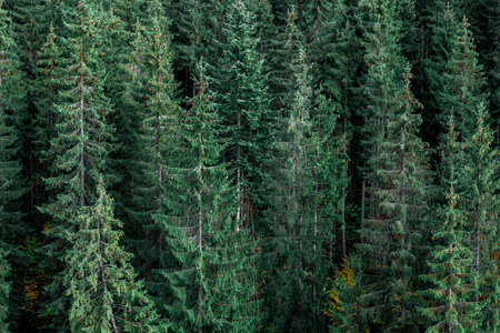 A beautiful view of coniferous forest as background.の写真素材