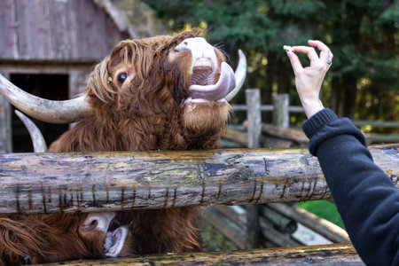 Close-up, a woman is feeding a bull behind a wooden partition.の写真素材