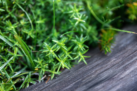 Macro shot, juicy green grass in the forest.の写真素材