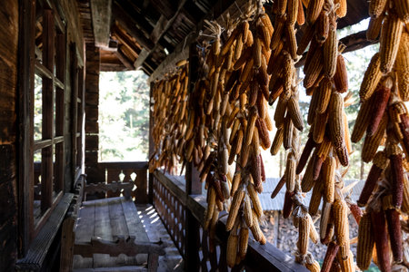 Dried Corns hanging on the porch in old house.の写真素材