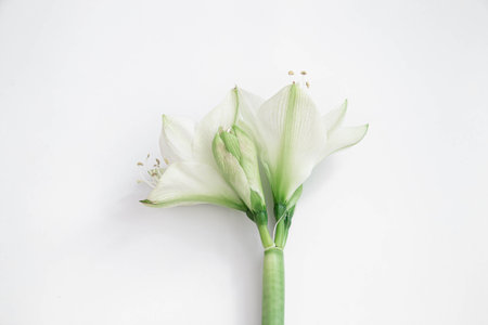 Lily flowers on a white background isolated, flat lay, copy space.