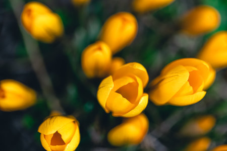 Spring flowers crocuses close-up in the garden.の写真素材