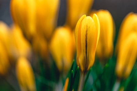 Spring flowers crocuses close-up in the garden.