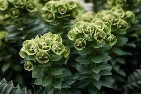 Rosetta stonecrop, or Sedum rosetta. Close-up photo of its small green leaves.の写真素材