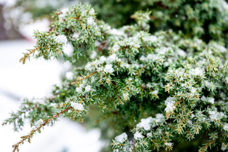 Coniferous plant in winter covered with snow, close up.