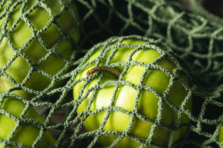 Close-up, green apples in a mesh shopping bag.の写真素材