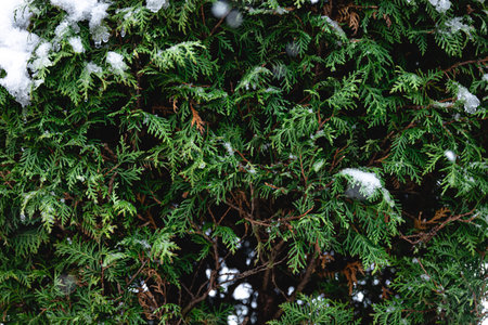 Green coniferous bush in snow, thuja hedge texture in winter.の写真素材