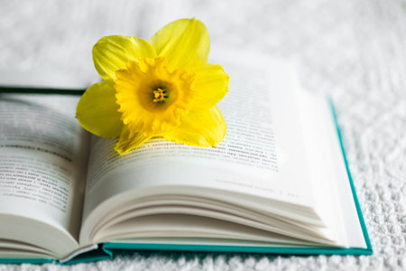 Yellow narcissus flower and open green book, close-up.の写真素材