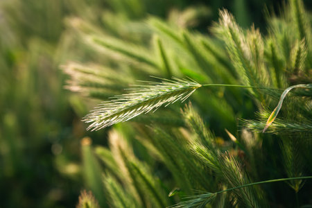 Green spikelets of wheat scatter with a blurred background.の写真素材