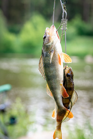 Perch on fishing-rod on a blurred lake background.の写真素材
