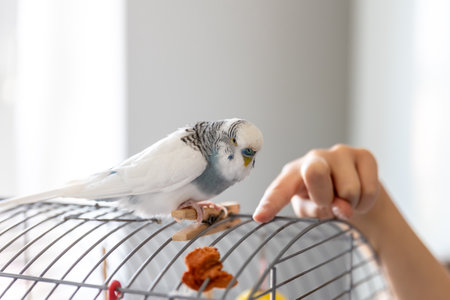 Blue and white budgie in a cage. Pets concept.の写真素材
