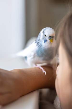 Blue and white budgerigar. Pets concept and domestic birds.の写真素材