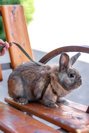 A red-haired domestic rabbit walks down the street. Pets concept.の写真素材