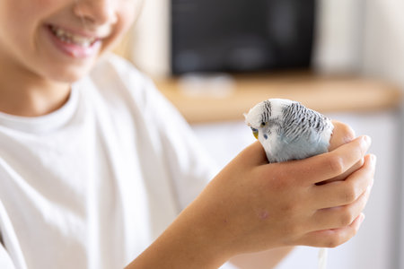 A beautiful little girl is playing with a white and blue budgie. Pets concept.の写真素材
