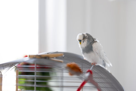 Blue and white budgerigar. Pets concept and domestic birds.の写真素材