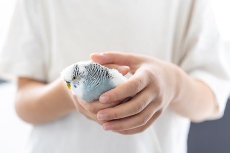 The girl is holding a blue-and-white wavy parrot in her hands, close-up.の写真素材