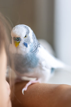 Blue and white budgerigar. Pets concept and domestic birds.の写真素材