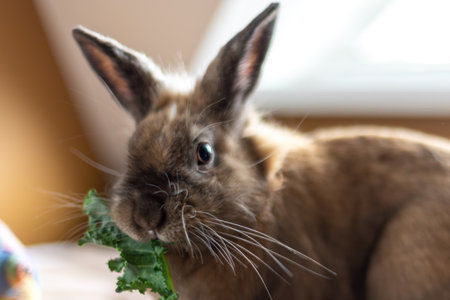 A domestic rabbit eats cabbage. Pet concept.の写真素材