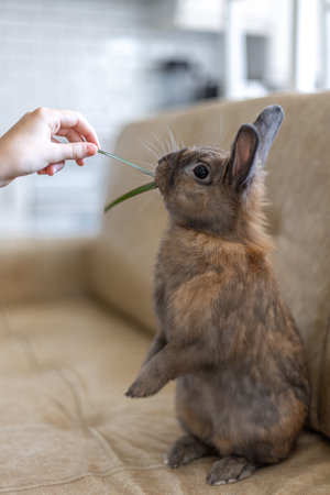 Red rabbit on the couch. Pet concept. Easter holidays.の写真素材