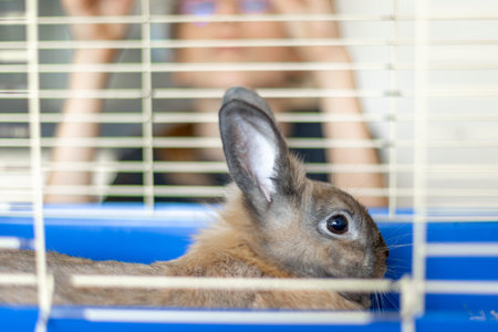 A rabbit lies in a cage. A girl with a rabbit. Brown rabbit close up.の写真素材