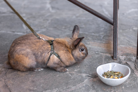 A red-haired domestic rabbit walks down the street. Pets concept.の写真素材